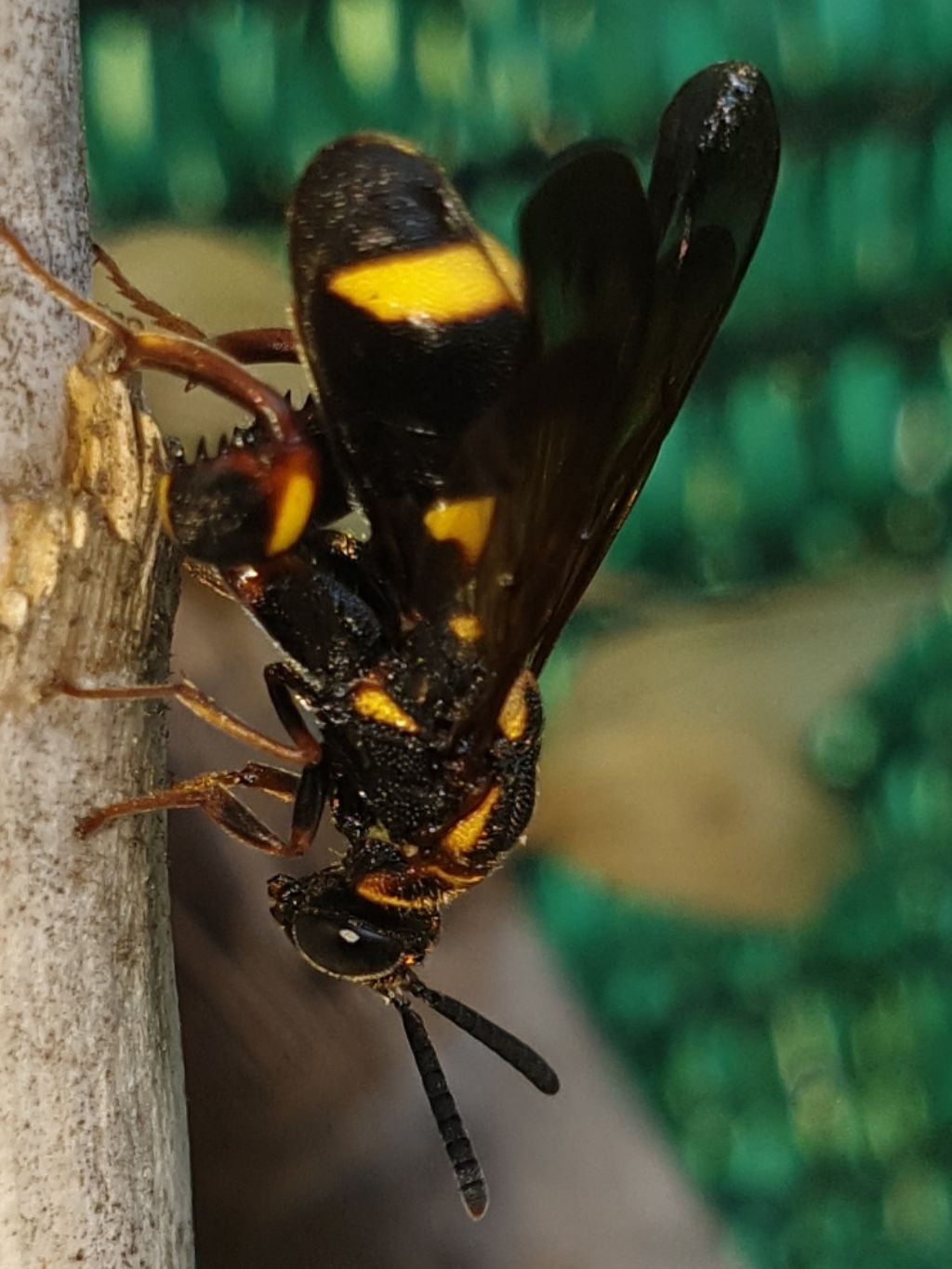 Leucospidae che attenzionano un nido di Isodontia mexicana